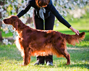 Contario Ode Walk On Air Contario Ode Walk On Air